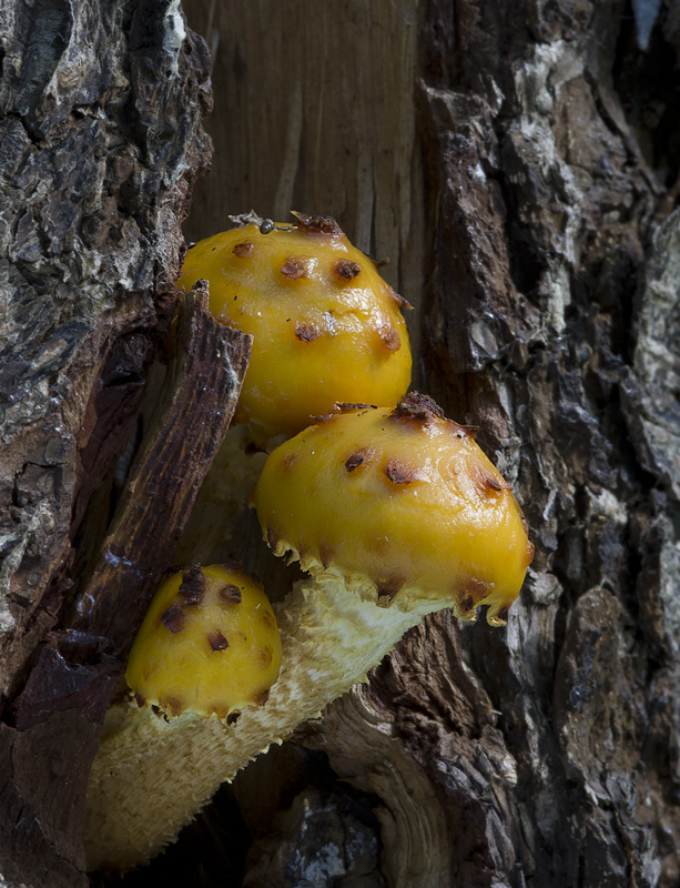 Pholiota limonella